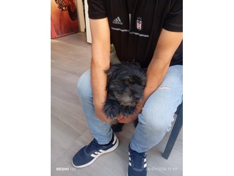Köpeğimizi eşleştirmek istiyoruz