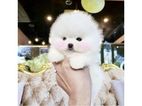 Oyuncak bebek pomeranian boo yavrularımız