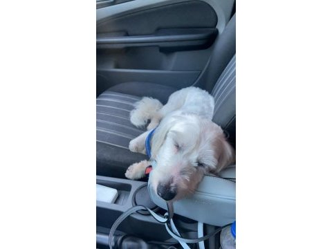 1 yaşında güzeller güzeli dişi terrier