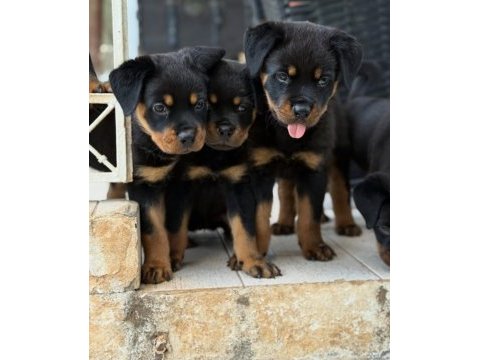 Üst kalite rottweiler bebekler