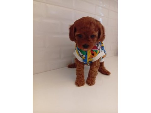 Toy poodle anne altından kaliteli