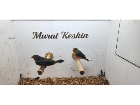 Hazır takım altın göğüs finch