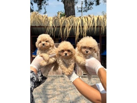 Acele edin maltipoo bebekler sizi bekliyor