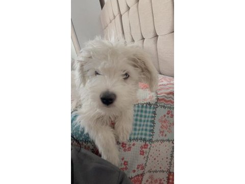 Maltese terrier erkek