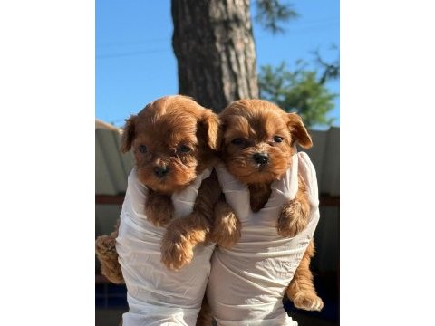 Ev doğumlu maltipoo yavrular