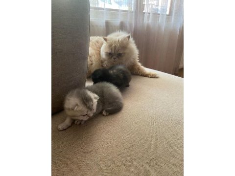 British longhair 2 adet yavru verilecek