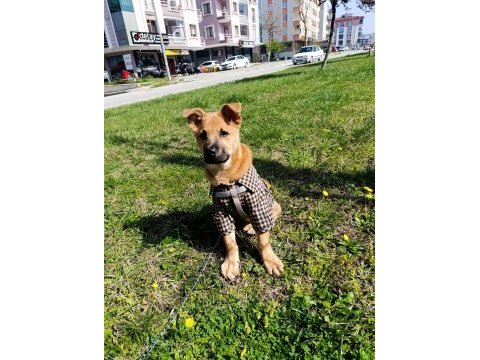 Anne kırma çin aslanı baba kurt yakışıklı evlat