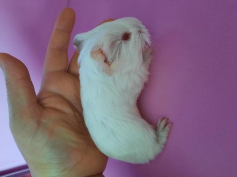 Sheltie guinea pig yavrumuz