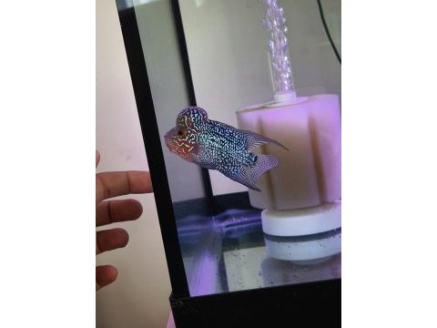 Hobici dostu flowerhorn balıklar