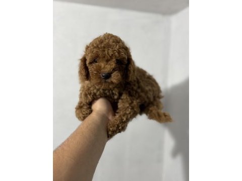 Toy poodle sıfır numara yavrularımız