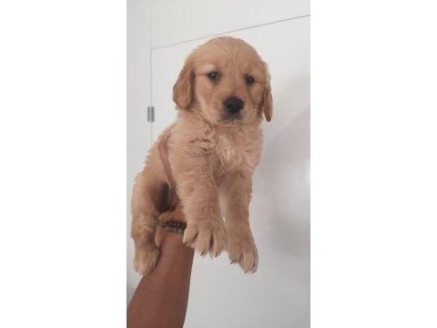 Irk ve sağlık garantili golden retriever yavru