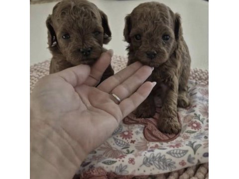 Toy poodle sağlıklı
