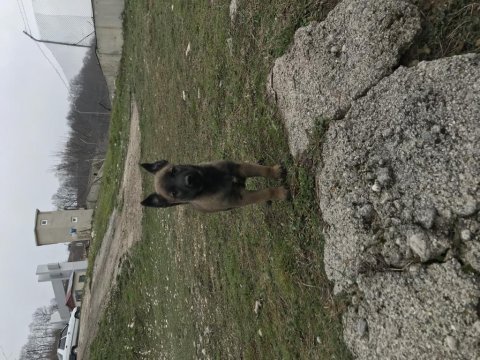 Eğitime hazır formunda belçika malinois (dişi)