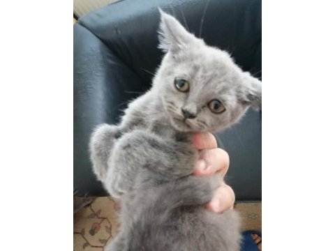 55 günlük british shorthair dişi