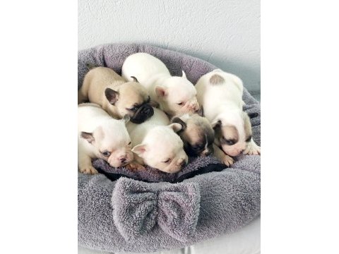 Bakmadan geçme uygun oyuncu french bulldog