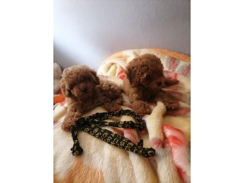 50 günlük toy poodle teacup küçük boy bebeklerim