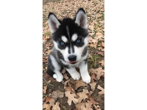 Kaliteli orijinal kan hattı husky