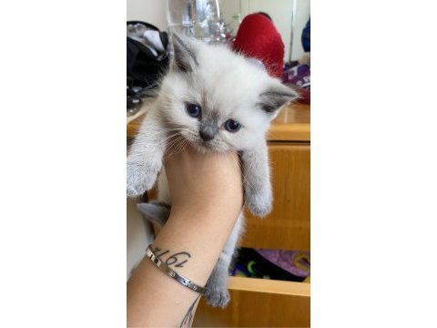 British blue point