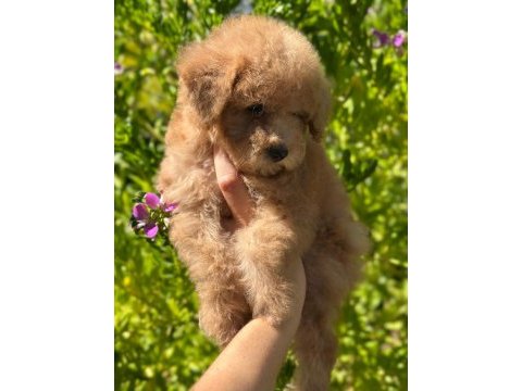 Yavru toy poodle bebekler