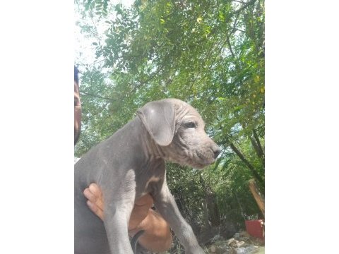 Cane corso blue bebekler