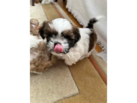 Köpeğimiz rio yuva arıyor