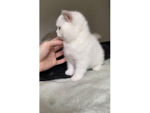 Safkan british shorthair chocolatte point erkek