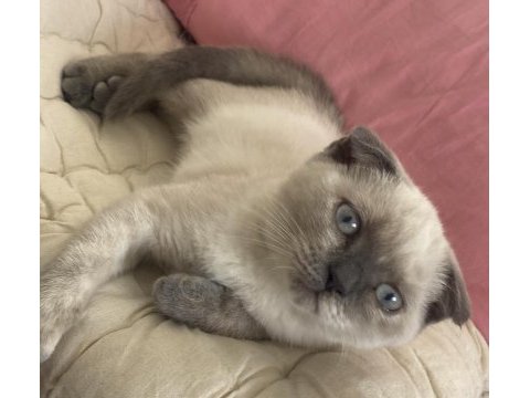 Scottish fold blue point