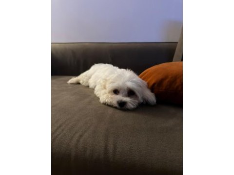 0-4 aylık maltese terrier