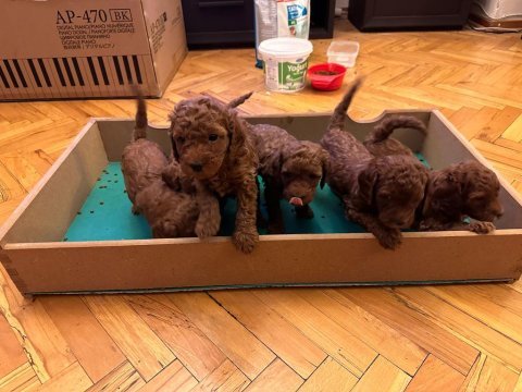 Red brown toy poodle yavrular