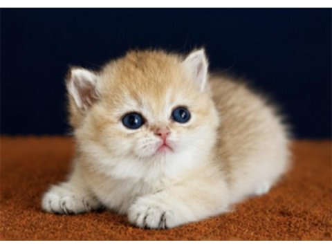 British shorthair ve longhair golden yavrular