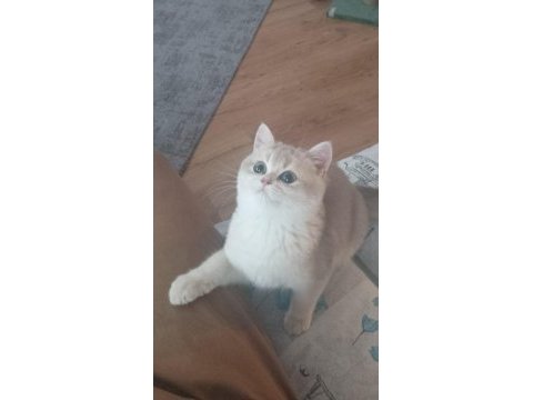 British shorthair 3 aylık golden