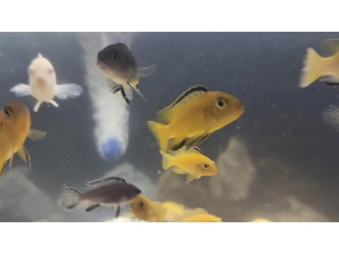 4-5 cm sarı prenses erkek takaz olur