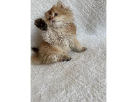 British longhair golden