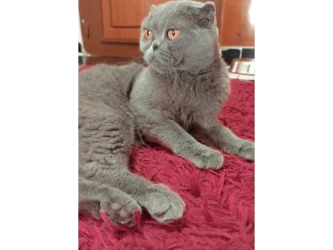 Scottish fold kızımıza yuva arıyoruz