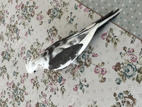 Uysal çok sağlıklı erkek sultan papağanı
