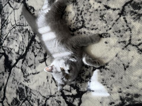British shorthair 3 aylık kedimiz