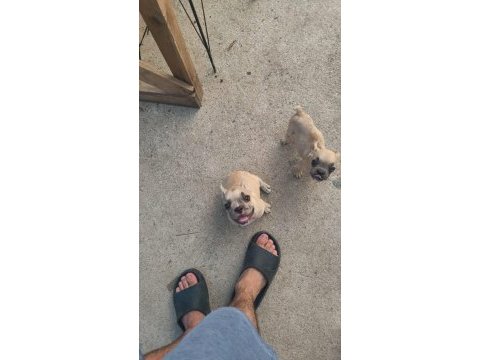 French bulldog köpeğimiz