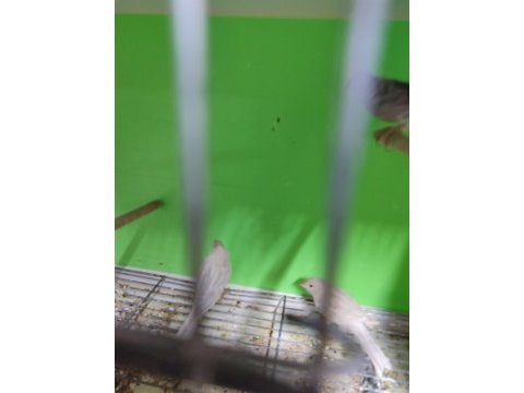 Orjinal renk kanaryaları
