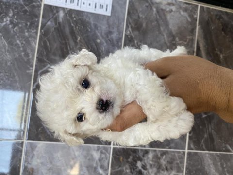 Orjinal bichon frise yavrular