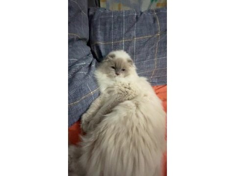 Erkek scottish bluepoint longhair