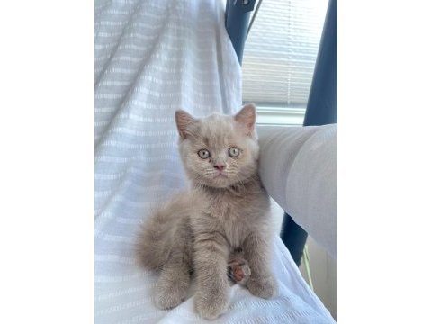 Teslime hazır british shorthair yavrular yuvasını arıyor
