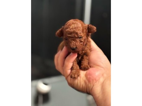 Baba kore anne toy red brown dişi poodle yavrular