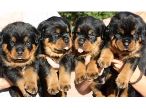Sağlam kan hatlı rottweiler yavrular