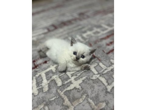 Oyuncu safkan sağlıklı british shorthair yavrular
