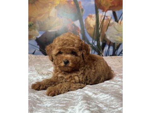 Tombik toy poodle bebekler