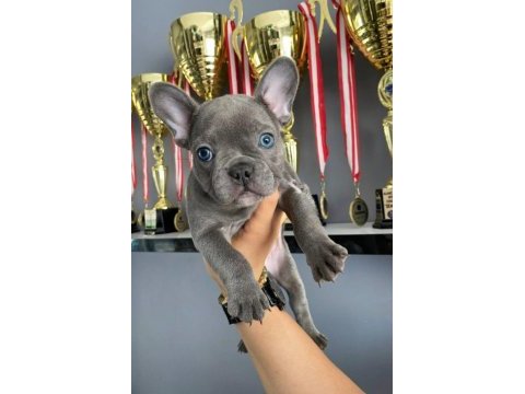A kalite blue french bulldog bebekler