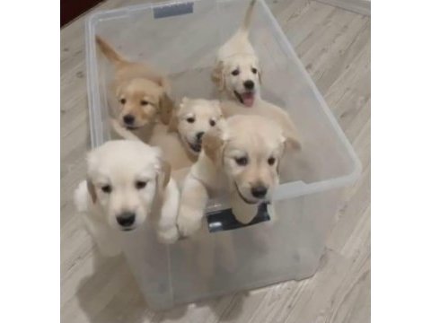 Baby face golden retriever yavrularımız