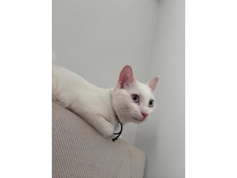 Mavi gözlü beyaz tekir kedi 5 aylık dişi
