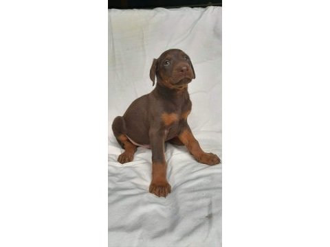 Efsane doberman yavrular