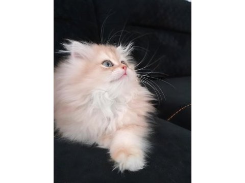British longhair zarafeti